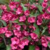 TOWERS OF FLOWERS® CHERRY WEIGELA -Shrubs Central DETA 5395