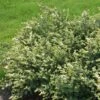 MAGICAL® AVALANCHE CORALBERRY 2 MAGICAL® AVALANCHE CORALBERRY -Shrubs Central DETA 5424