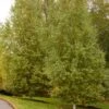 DAKOTA PINNACLE® BIRCH -Shrubs Central DETA 5426
