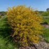 HONEYCOMB™ NINEBARK 2 HONEYCOMB™ NINEBARK -Shrubs Central DETA 5429