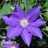 THE DUCHESS OF CORNWALLâ„¢ CLEMATIS 2 THE DUCHESS OF CORNWALLâ„¢ CLEMATIS -Shrubs Central DETA 5437