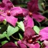 POLISH SPIRIT CLEMATIS -Shrubs Central DETA 5440