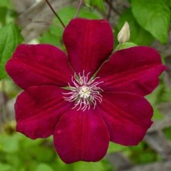 ROUGE CARDINAL CLEMATIS