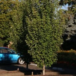 ARMSTRONG GOLD® MAPLE -Shrubs Central DETA 5466