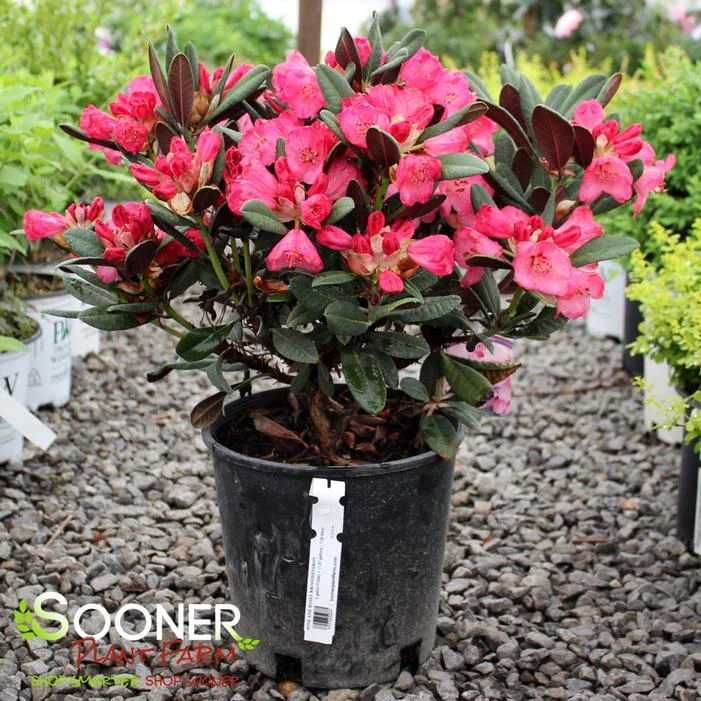 WINE AND ROSES RHODODENDRON 3 WINE AND ROSES RHODODENDRON