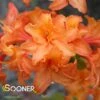 MANDARIN LIGHTS DECIDUOUS AZALEA -Shrubs Central DETA 5559