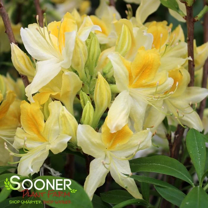 NORTHERN HI-LIGHTS DECIDUOUS AZALEA 4 NORTHERN HI-LIGHTS DECIDUOUS AZALEA - Image 2