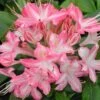 RIBBON CANDY DECIDUOUS AZALEA -Shrubs Central DETA 5561