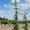 MILES HIGH WEEPING DEODAR CEDAR 1 MILES HIGH WEEPING DEODAR CEDAR -Shrubs Central DETA 5565