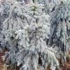 SLENDERINA WEEPING BLUE SPRUCE -Shrubs Central DETA 5584