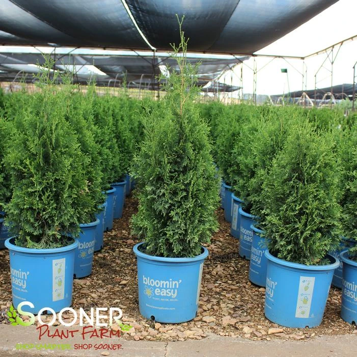 PRIVATE JET™ ARBORVITAE 4 PRIVATE JET™ ARBORVITAE - Image 2