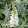 BUTTERFLY TOWERS™ WHITE BUTTERFLY BUSH -Shrubs Central DETA 5606