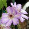 VANCOUVER™ DAYBREAK CLEMATIS -Shrubs Central DETA 5611