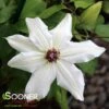 VANCOUVER™ FRAGRANT STAR CLEMATIS -Shrubs Central DETA 5612
