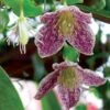 FRECKLES EVERGREEN CLEMATIS -Shrubs Central DETA 5615