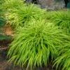 ALL GOLD JAPANESE FOREST GRASS -Shrubs Central DETA 562