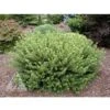 HEDGEHOG JAPANESE PLUM YEW -Shrubs Central DETA 5694