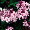 CANDY LIGHTS™ DECIDUOUS AZALEA -Shrubs Central DETA 5716