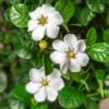 DIAMOND SPIRE® GARDENIA -Shrubs Central DETA 5719