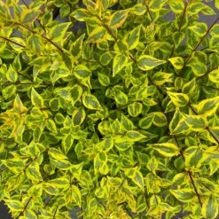 BRILLIANTINA™ ABELIA -Shrubs Central DETA 5720