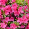 PERFECTO MUNDO® FUCHSIA CARPET™ AZALEA -Shrubs Central DETA 5723