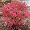 FIRE BALL® SEEDLESS BURNING BUSH -Shrubs Central DETA 5731