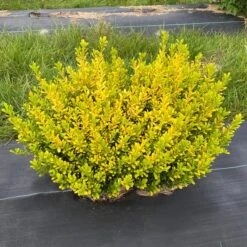 GLOW POP™ JAPANESE HOLLY 7 GLOW POP™ JAPANESE HOLLY -Shrubs Central DETA 5737