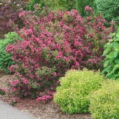 SONIC BLOOM® PUNCH™ WEIGELA -Shrubs Central DETA 5751