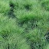 BLUER THAN YOU™ LOVE GRASS -Shrubs Central DETA 5759