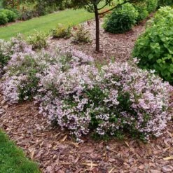YUKI KABUKI™ DEUTZIA -Shrubs Central DETA 5762