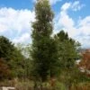 DANNASPIRE® COLUMNAR LACEBARK ELM -Shrubs Central DETA 5789