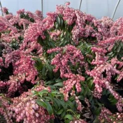 KATSURA PIERIS -Shrubs Central DETA 5900