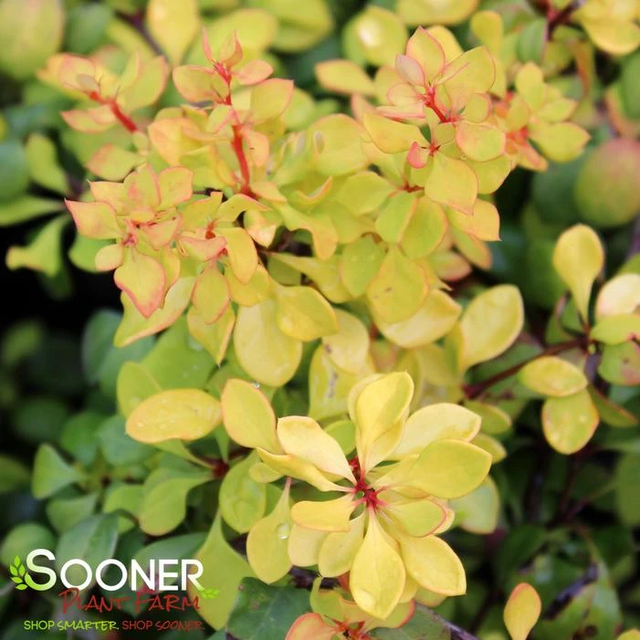 BONANZA GOLD™ BARBERRY 3 BONANZA GOLD™ BARBERRY