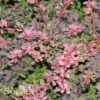 ROSY GLOW BARBERRY -Shrubs Central DETA 609