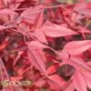 HEAVENLY BAMBOO NANDINA -Shrubs Central DETA 614