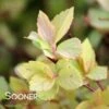 GOLDMOUND SPIRAEA -Shrubs Central DETA 623