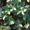 HELLER'S JAPANESE HOLLY -Shrubs Central DETA 636