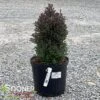 RED STAR ATLANTIC WHITE CEDAR -Shrubs Central DETA 664