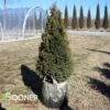 HOLMSTRUP ARBORVITAE -Shrubs Central DETA 752