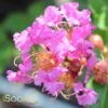 ZUNI CRAPEMYRTLE -Shrubs Central DETA 785