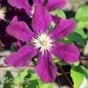 WARSAW NIKE CLEMATIS