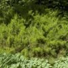 SEA GREEN JUNIPER -Shrubs Central DETA 865