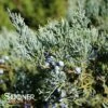 GREY OWL JUNIPER -Shrubs Central DETA 871