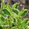 VARIEGATED DWARF WEIGELA -Shrubs Central DETA 880