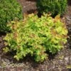 GOLDFLAME SPIRAEA -Shrubs Central DETA 893