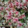 MARDI GRAS ABELIA 1 MARDI GRAS ABELIA -Shrubs Central DETA 897