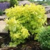 GARDEN GLOW™ DOGWOOD -Shrubs Central DETA 991
