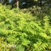 TIGER EYES® CUTLEAF STAGHORN SUMAC -Shrubs Central DETA2 1019