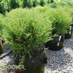 MR. BOWLING BALL ARBORVITAE -Shrubs Central DETA2 1093