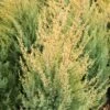 GOLD CONE JUNIPER -Shrubs Central DETA2 1095